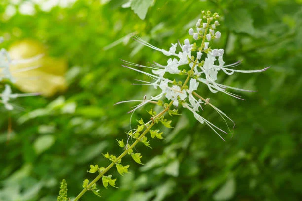 Misai Kucing (Cat's Whisker)